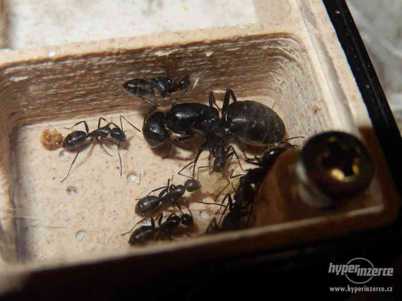 Prodám různé druhy mravenců, české, evropské, asijské - foto 3