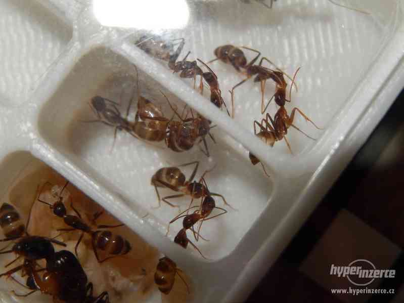Prodám různé druhy mravenců, české, evropské, asijské - foto 4