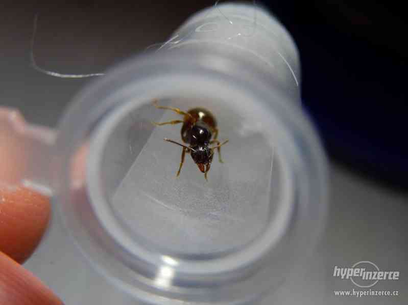 Prodám různé druhy mravenců, české, evropské, asijské - foto 5