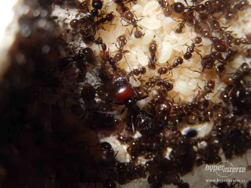 Prodám různé druhy mravenců, české, evropské, asijské - foto 6