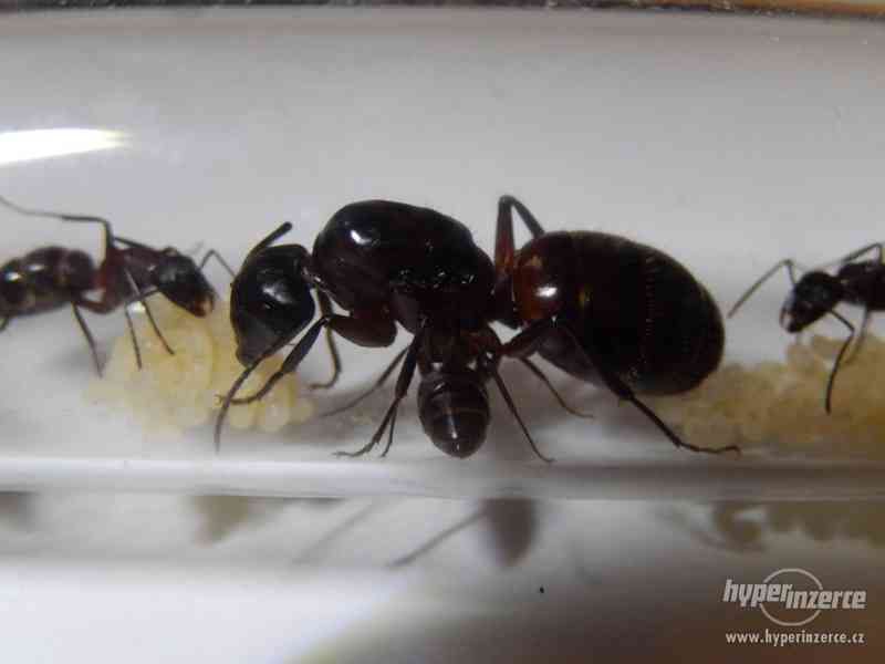 Prodám různé druhy mravenců, české, evropské, asijské - foto 7