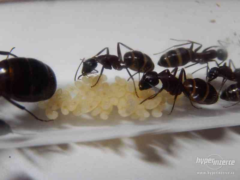 Prodám různé druhy mravenců, české, evropské, asijské - foto 8