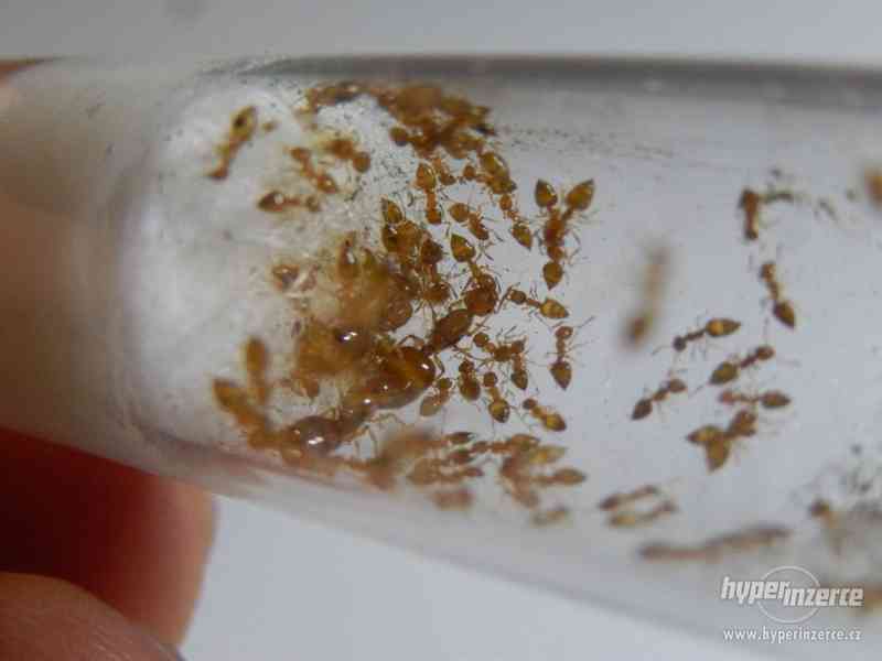 Prodám různé druhy mravenců, české, evropské, asijské - foto 9