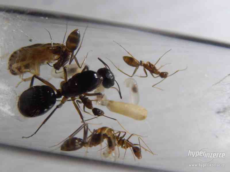 Prodám různé druhy mravenců, české, evropské, asijské - foto 10