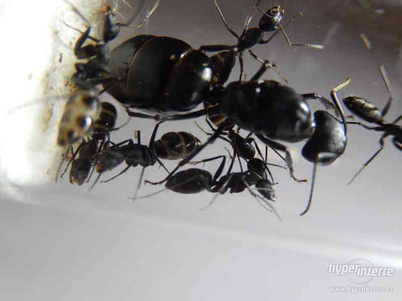 Prodám různé druhy mravenců, české, evropské, asijské - foto 11