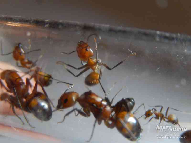 Prodám různé druhy mravenců, české, evropské, asijské - foto 12