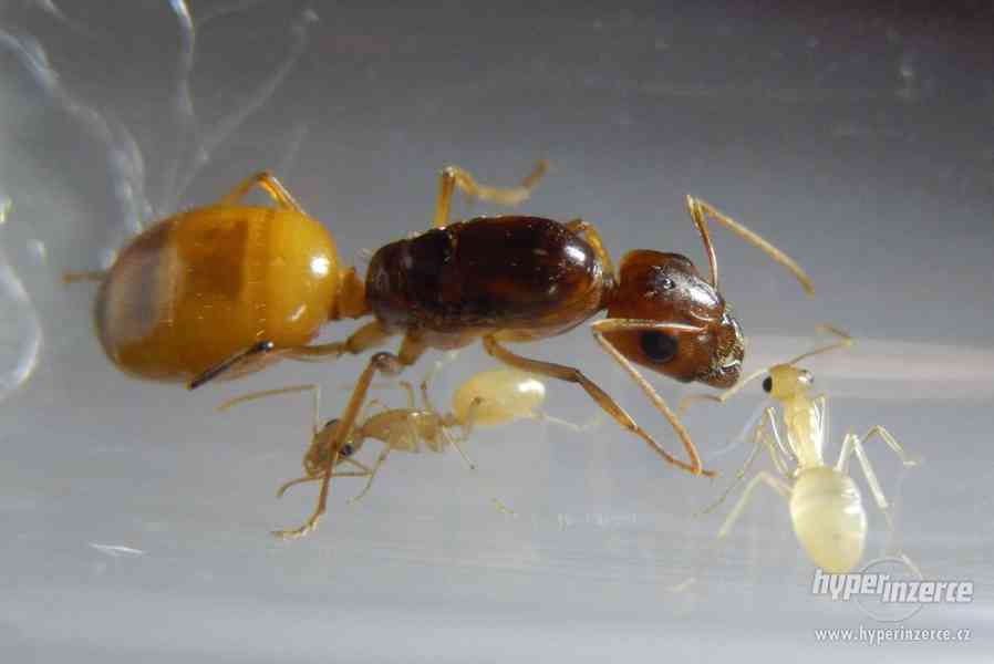 Prodám různé druhy mravenců, české, evropské, asijské - foto 13