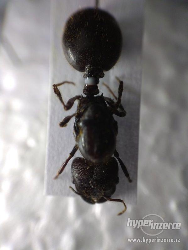 Prodám různé druhy mravenců, české, evropské, asijské - foto 14