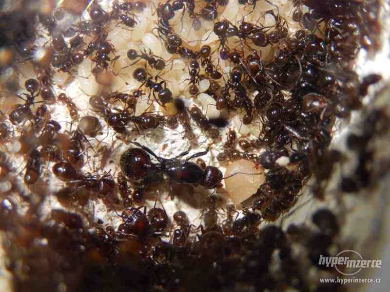 Prodám různé druhy mravenců, české, evropské, asijské - foto 15