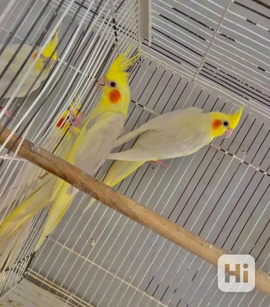  Překrásní papoušci korely ihned k adopci zdarma - foto 1