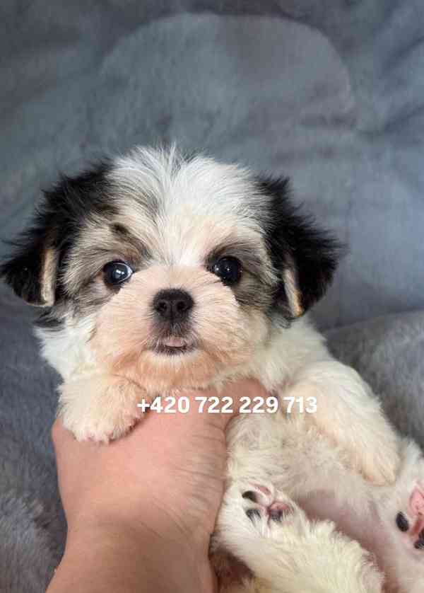 Maltipoo Morkie - foto 5