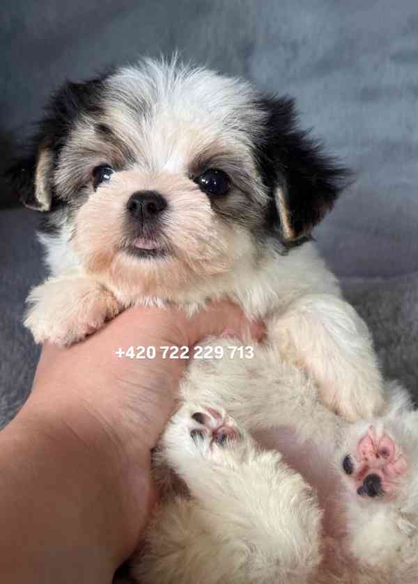 Maltipoo Morkie - foto 2