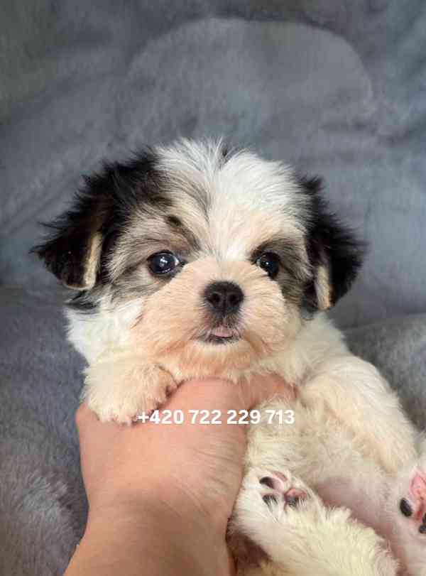 Maltipoo Morkie - foto 3