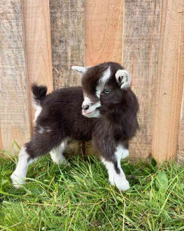 Hledáte krásné a zdravé miniaturní kozy?