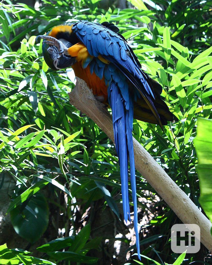 Nabídka Zlaté A Modré Papoušek Pro Prodej - foto 1