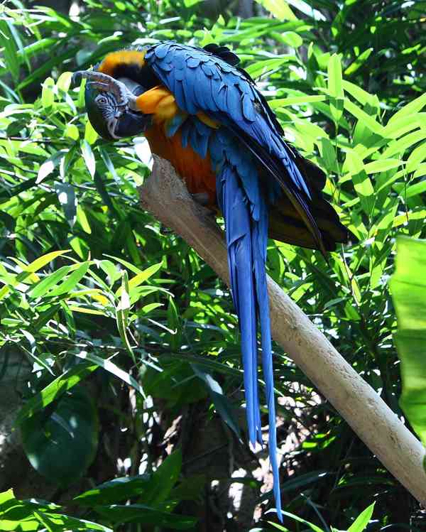 Nabídka Zlaté A Modré Papoušek Pro Prodej - foto 1