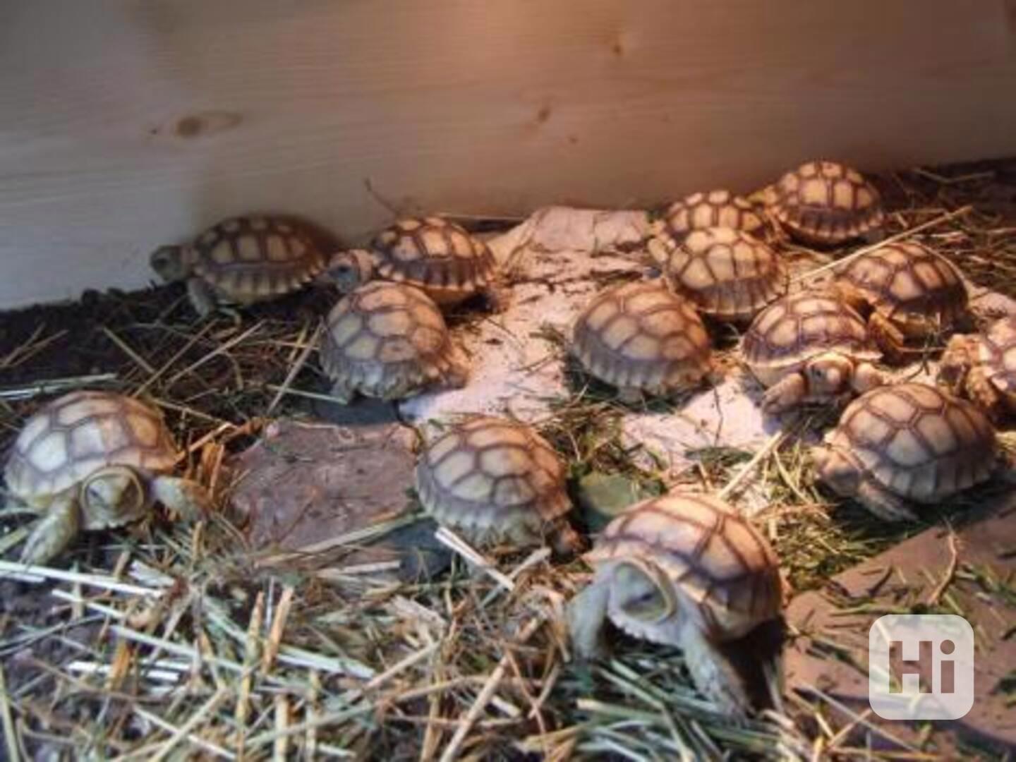 Želvy na prodej - foto 1