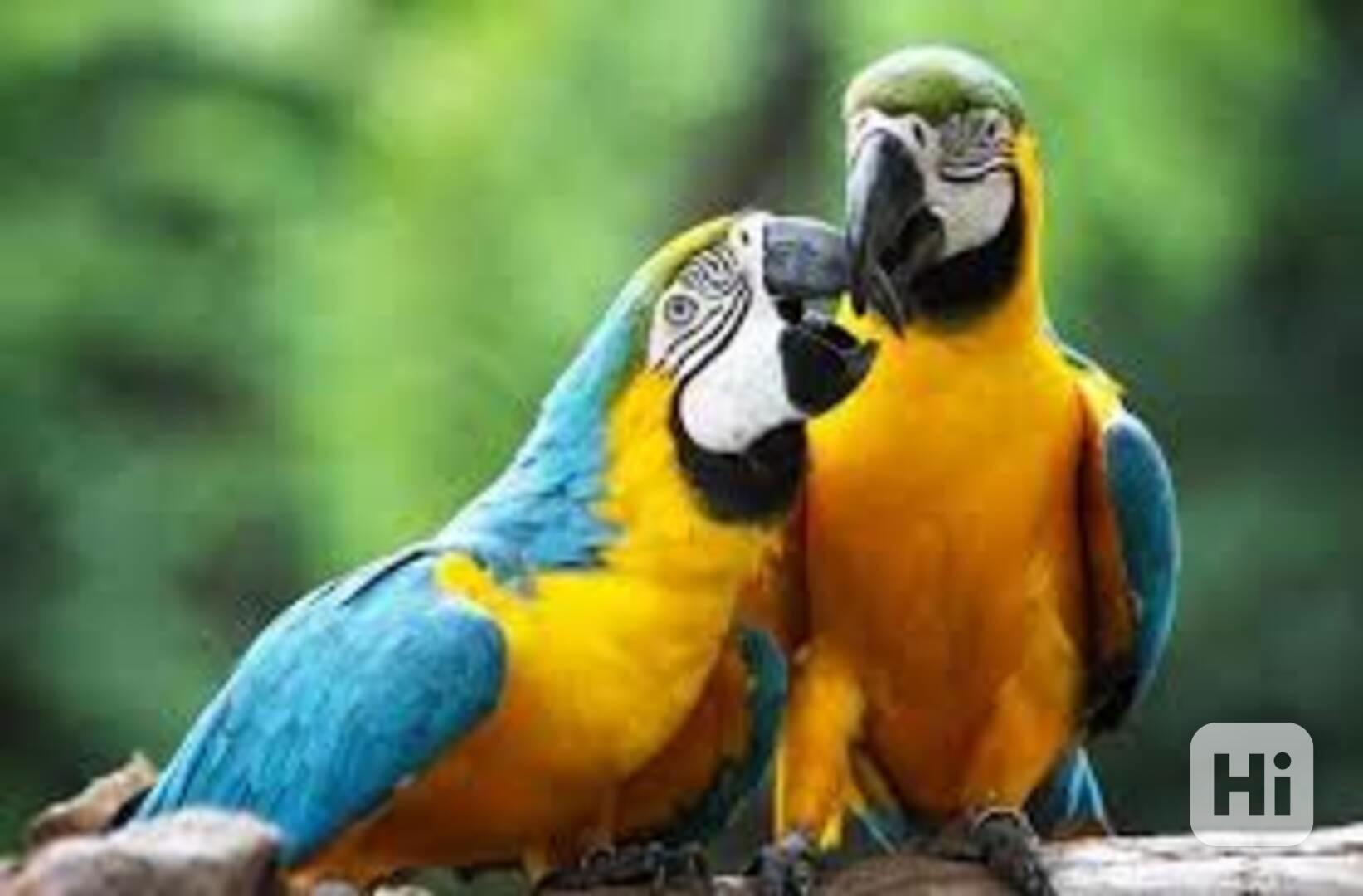 Mluvící modro-zlatí papoušci ara k adopci - foto 1