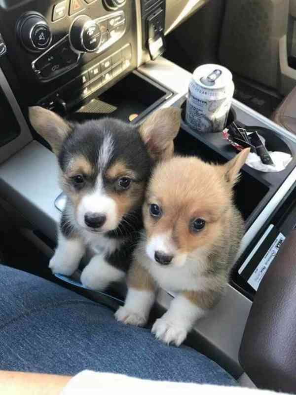  Dárek štěně welsh corgi k adopci zdarma   - foto 3