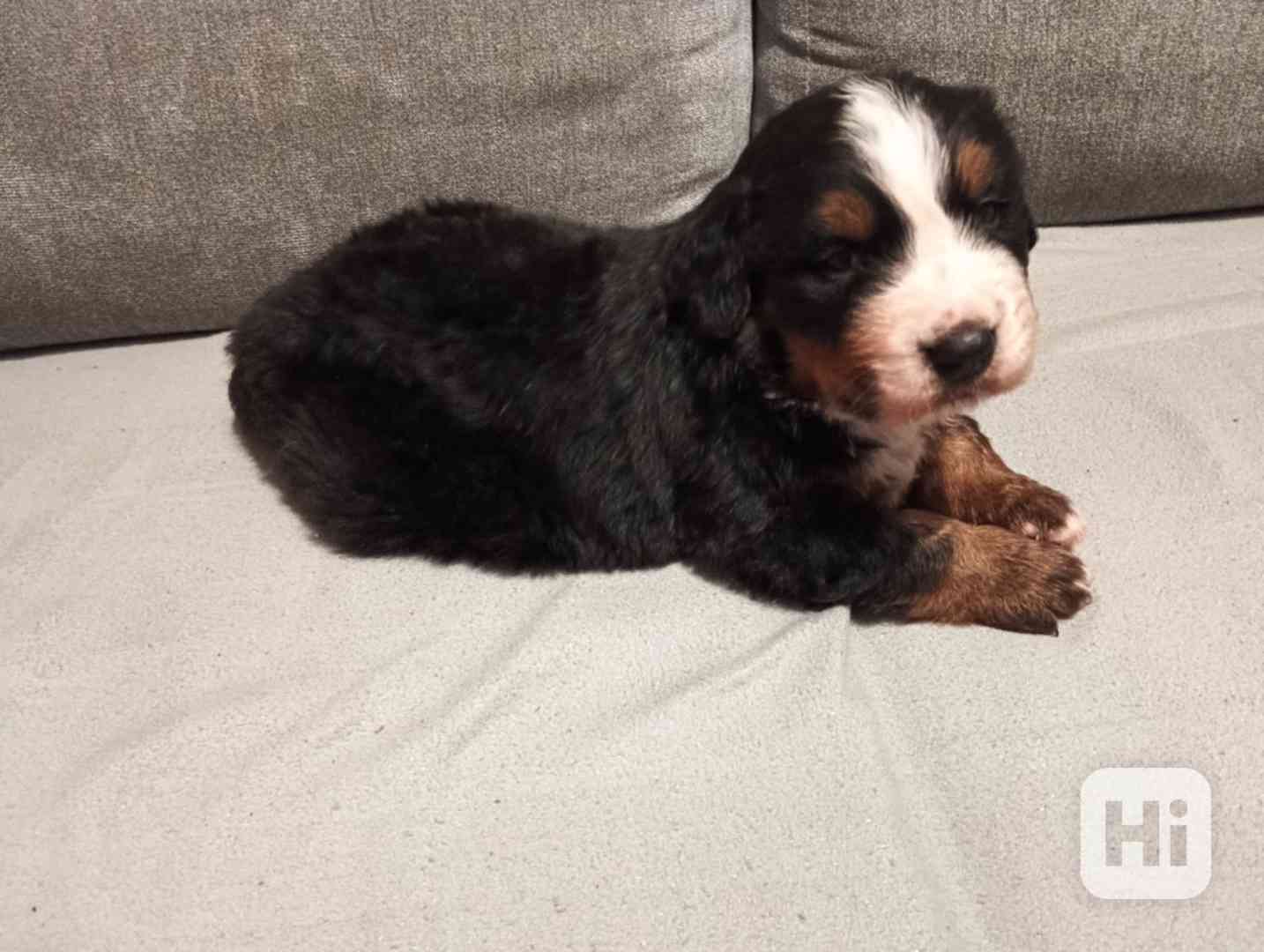Štěňata Bernského sakašnického psa  - foto 1