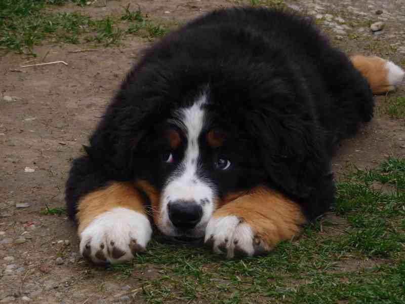 Štěňata Bernského sakašnického psa  - foto 3