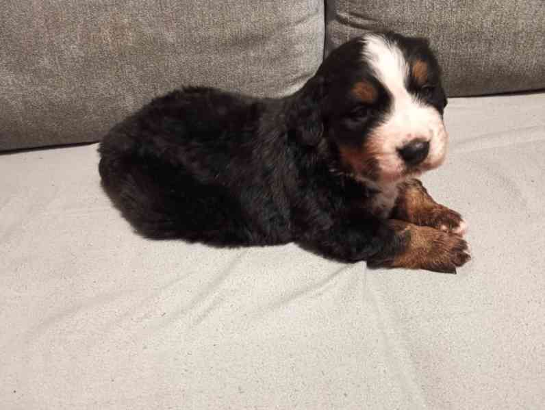 Štěňata Bernského sakašnického psa  - foto 1