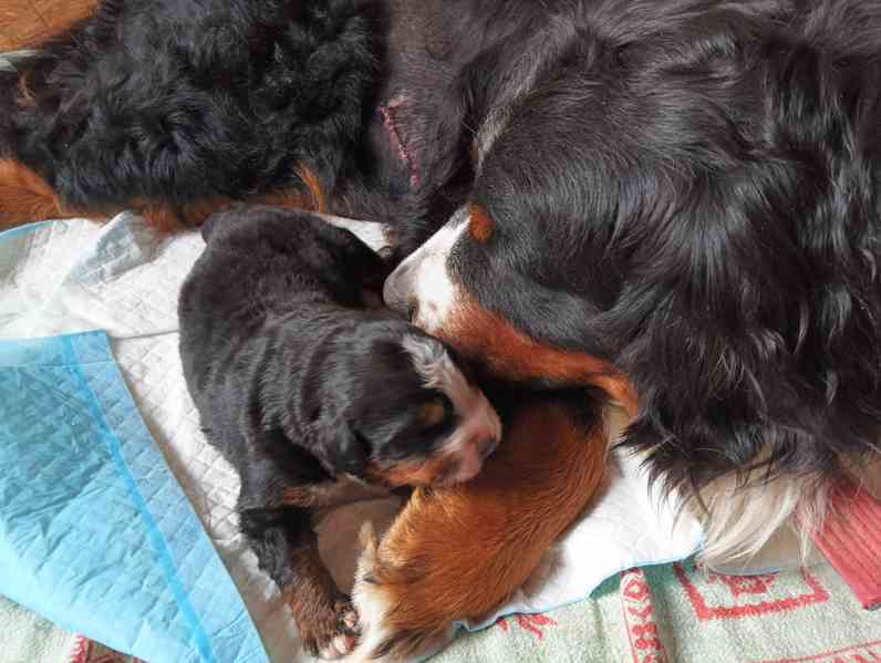 Štěňata Bernského sakašnického psa  - foto 2