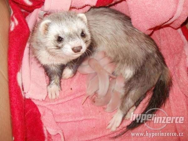 Poslední freťata na zamluvení - foto 3