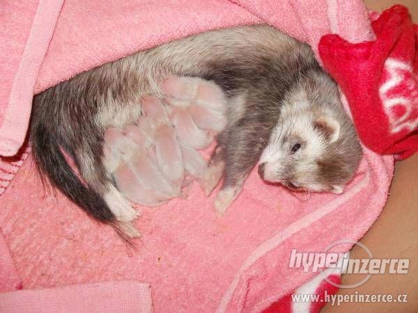 Poslední freťata na zamluvení - foto 5