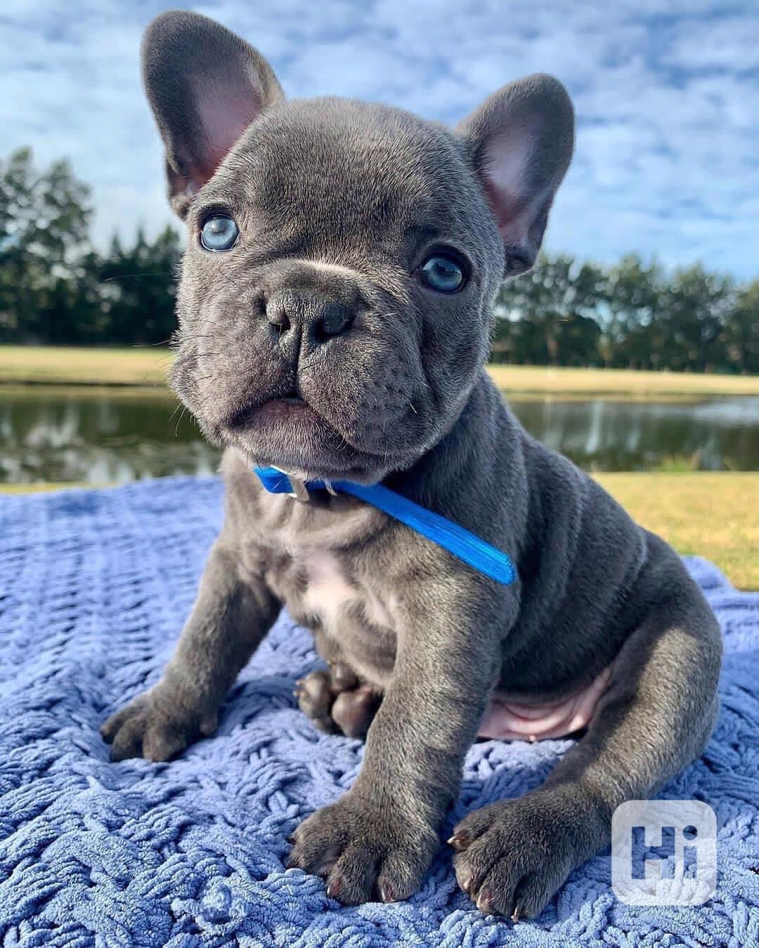 Roztomilý Francouzský Buldoček štěně PP - foto 1