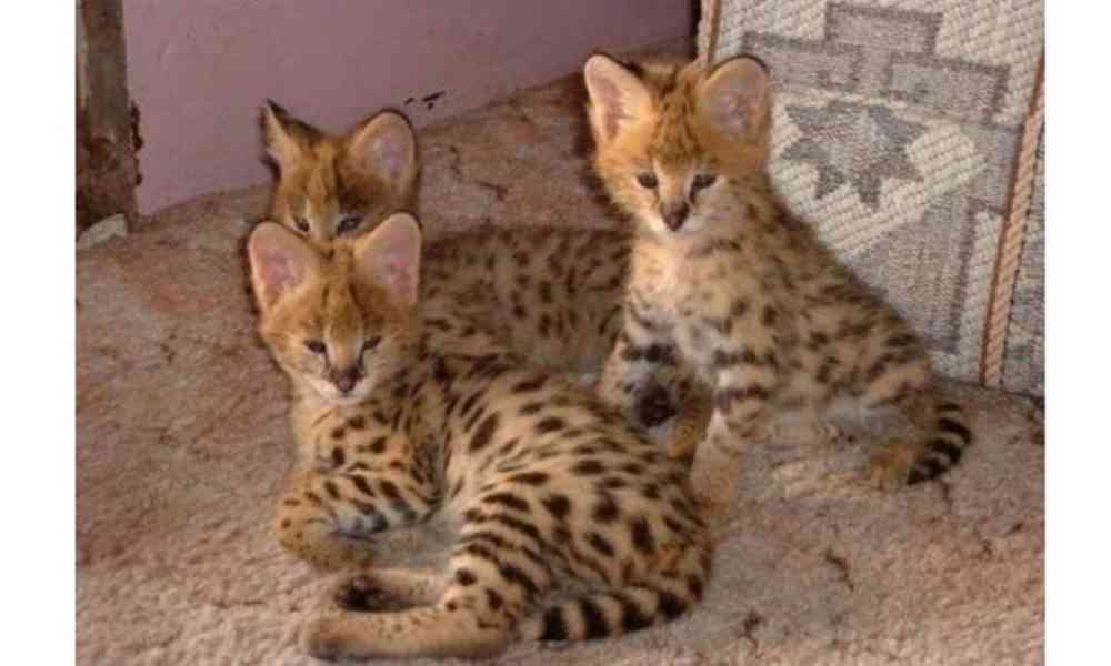 Koťata Savannah f4, f5, f6