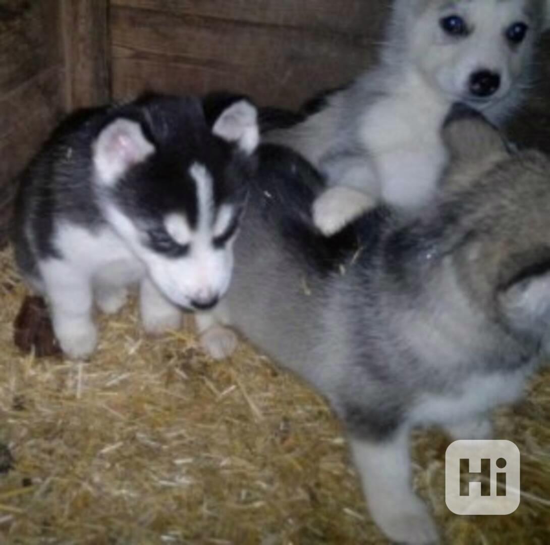 Štěňata Sibiřský Husky - foto 1