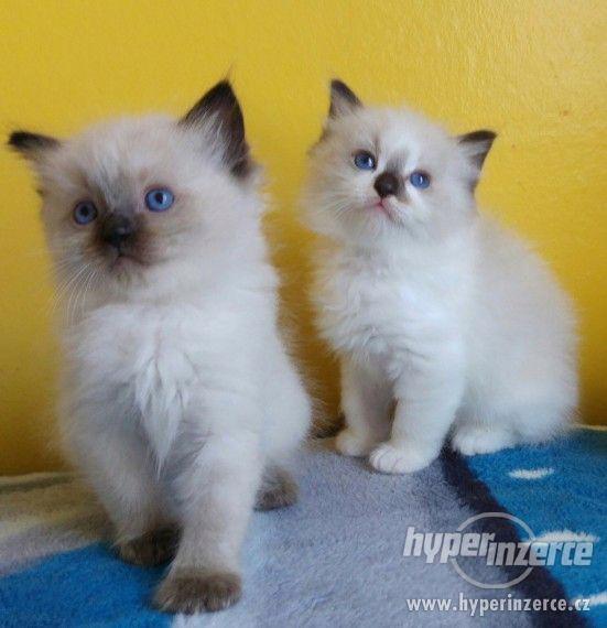 Ragdoll kotata na prodej - foto 1