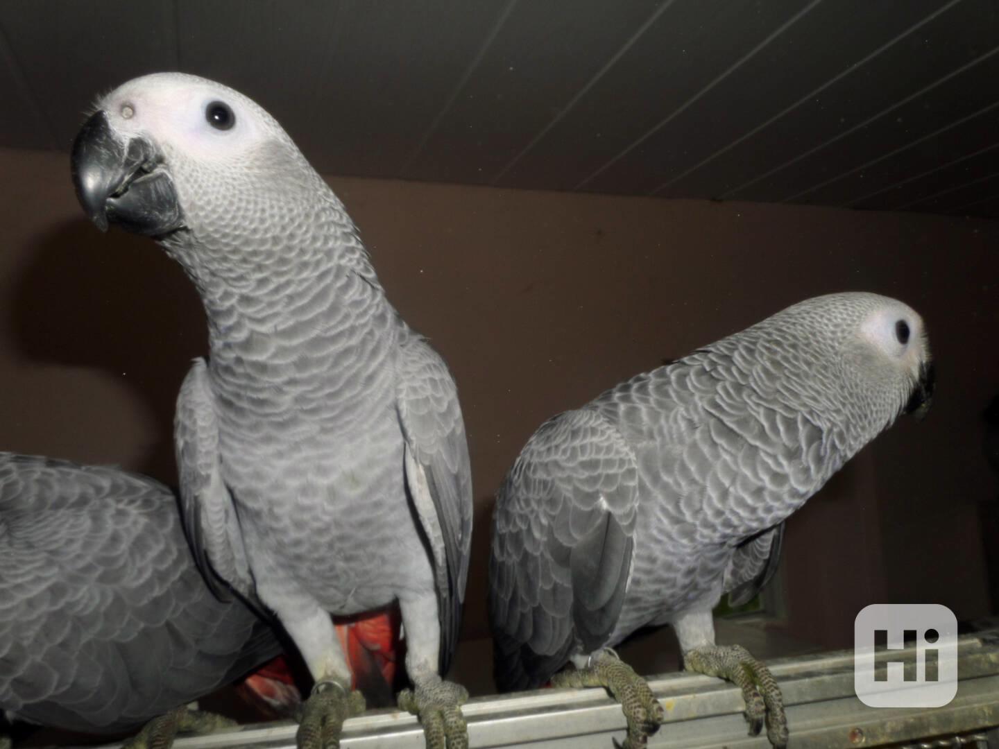 Prodám krásné africké papoušky šedé(6000kc) - foto 1