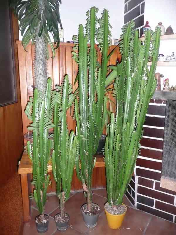Velké pryžce (Euphorbia trigona) - foto 4