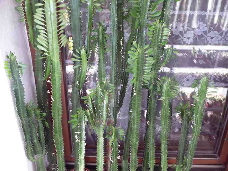 Velké pryžce (Euphorbia trigona) - foto 3
