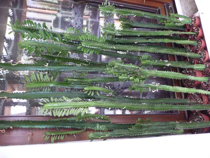 Velké pryžce (Euphorbia trigona) - foto 2