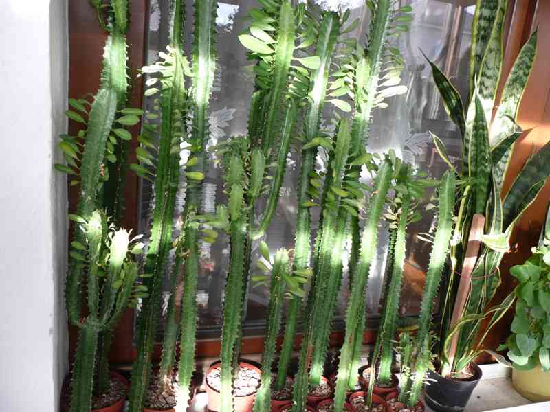 Velké pryžce (Euphorbia trigona)