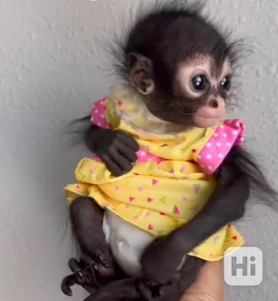 🕸️🐒 Samice pavoučí opice na prodej – půvabná, inteligentní - foto 1