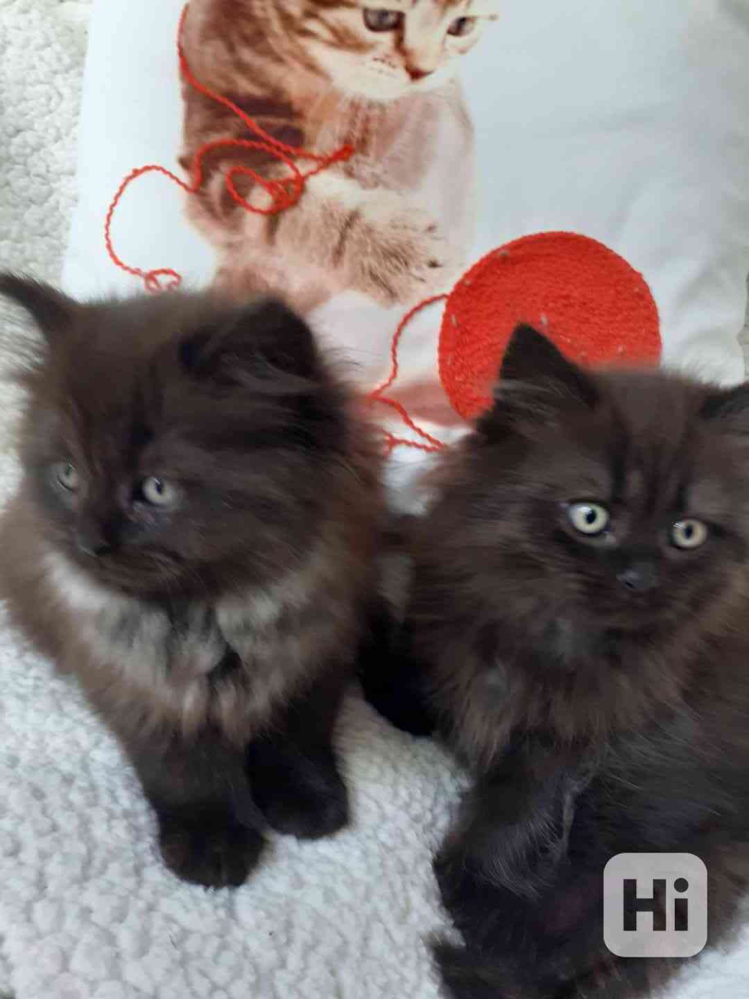 britská koťátka - foto 1