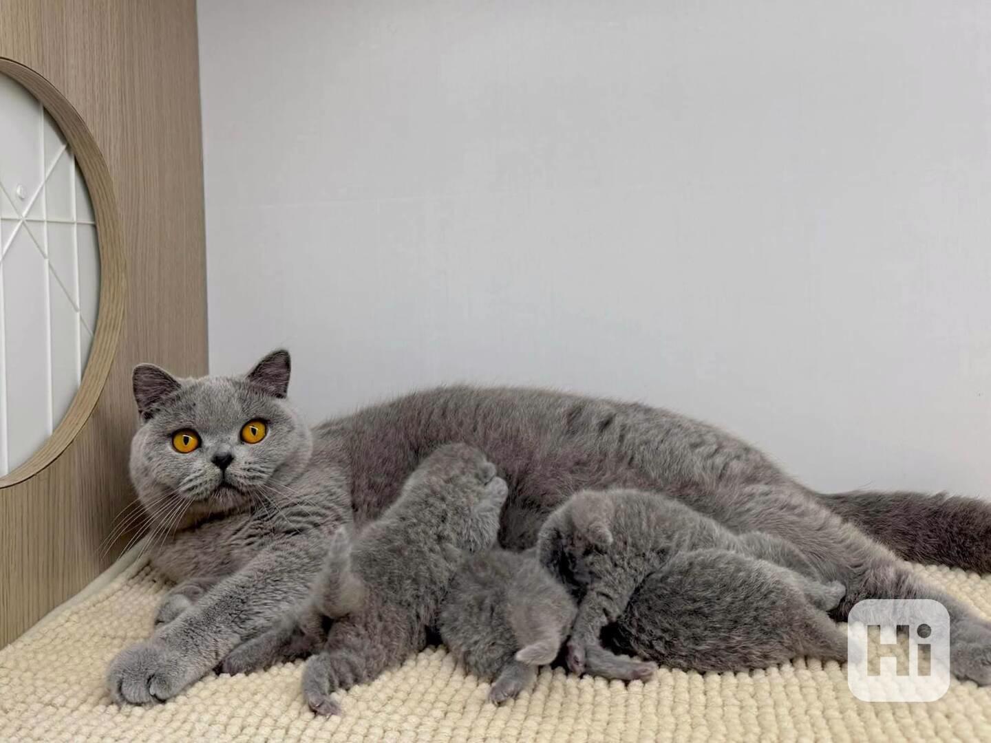 Britská krátkosrstá koťátka k adopci.  - foto 1