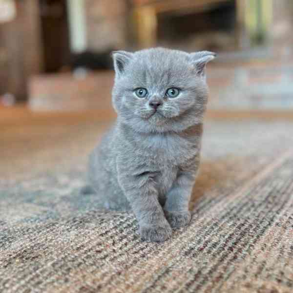 Britská krátkosrstá koťátka k adopci.  - foto 2