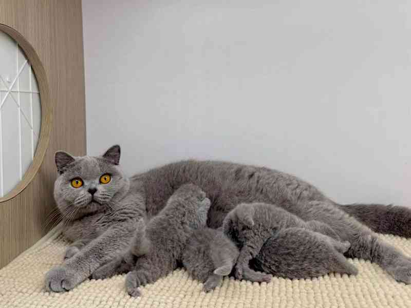 Britská krátkosrstá koťátka k adopci.  - foto 1