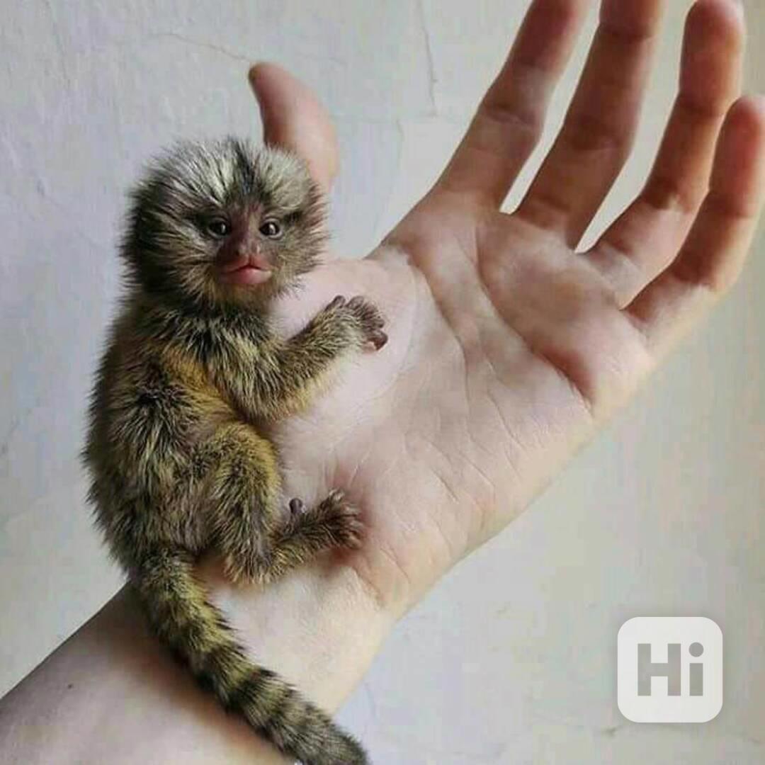 Dva krásní kosmani prstonozí - foto 1