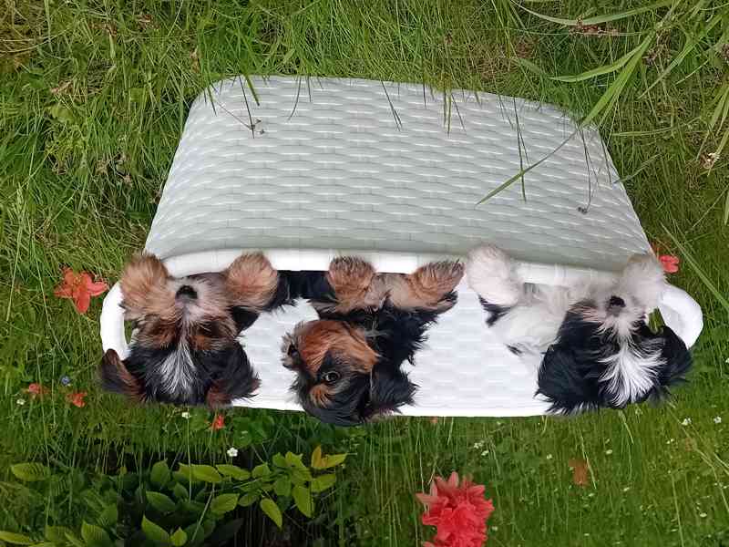 Štěňátka jorkšíra pejsci  - foto 7