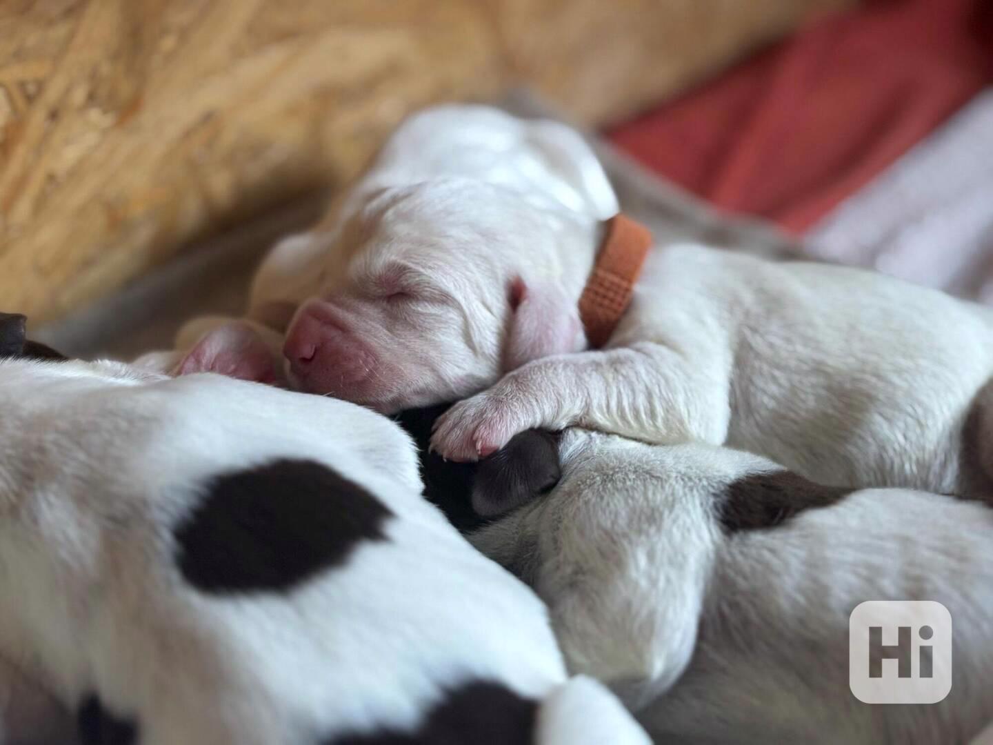 Italský spinone štěně - foto 1
