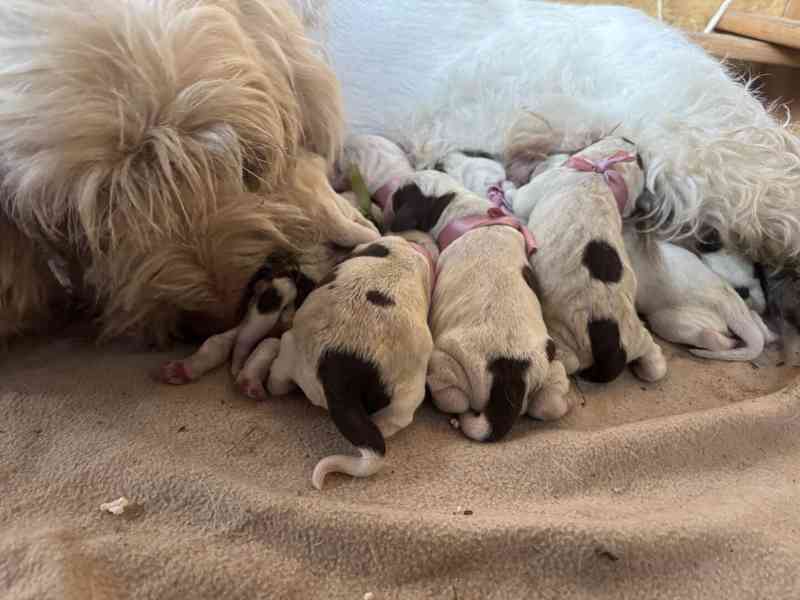 Italský spinone štěně - foto 6