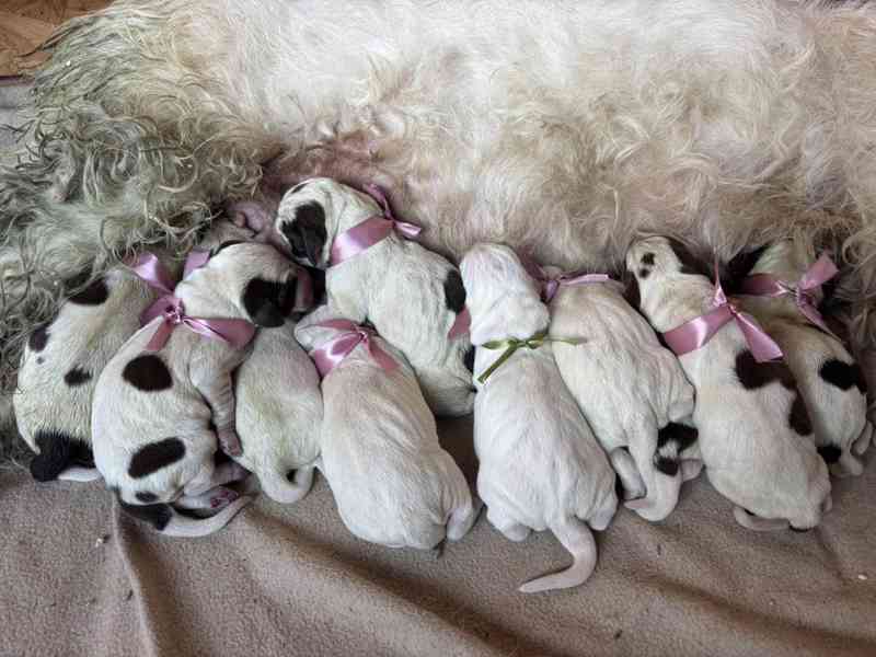 Italský spinone štěně - foto 5
