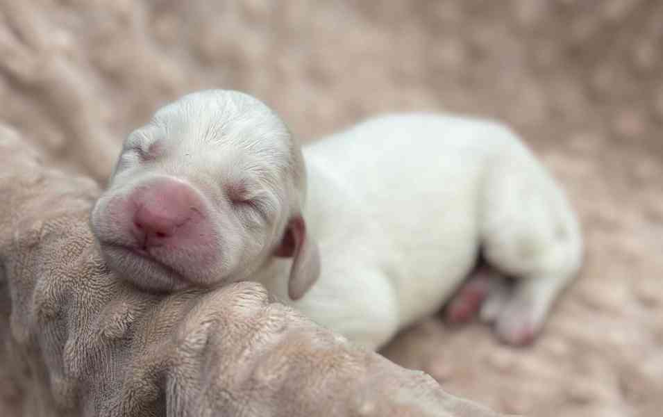 Italský spinone štěně - foto 2