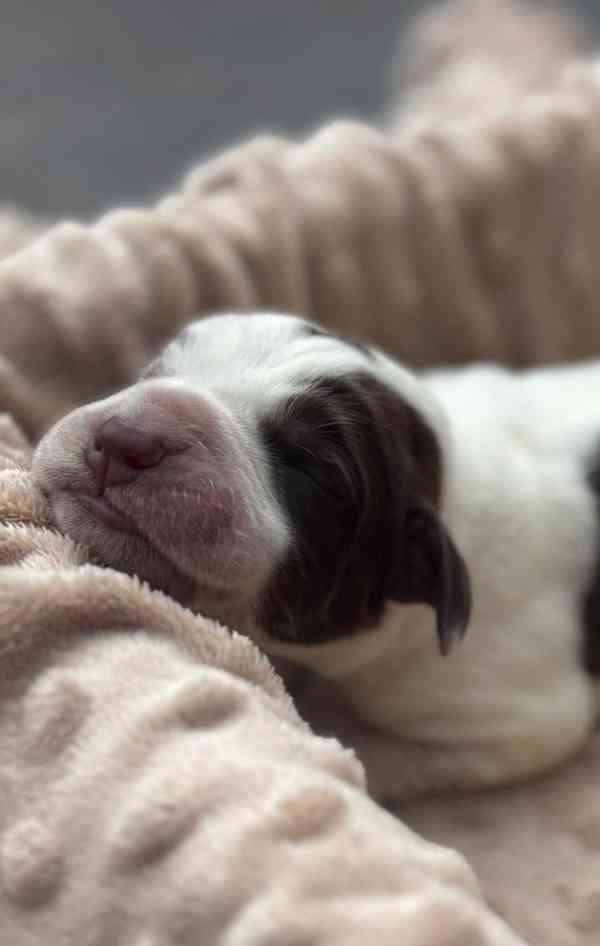 Italský spinone štěně - foto 4